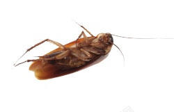 害虫蟑螂长触角恶心昆虫图素材