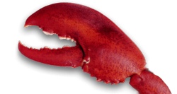 龙虾龙虾肉素材