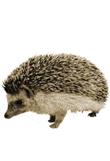 刺猬素材