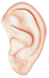 耳耳朵png免抠素材_88icon https://88icon.com 耳 耳朵