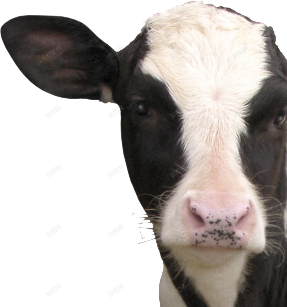 母牛奶牛png免抠素材_88icon https://88icon.com 奶牛 母牛