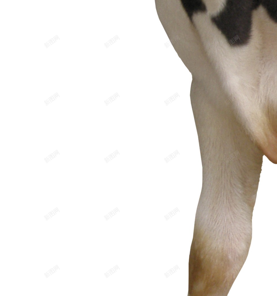 母牛奶牛png免抠素材_88icon https://88icon.com 奶牛 母牛