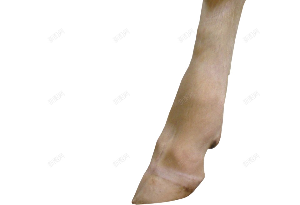 母牛奶牛png免抠素材_88icon https://88icon.com 奶牛 母牛