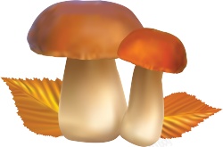 蘑菇蕈素材