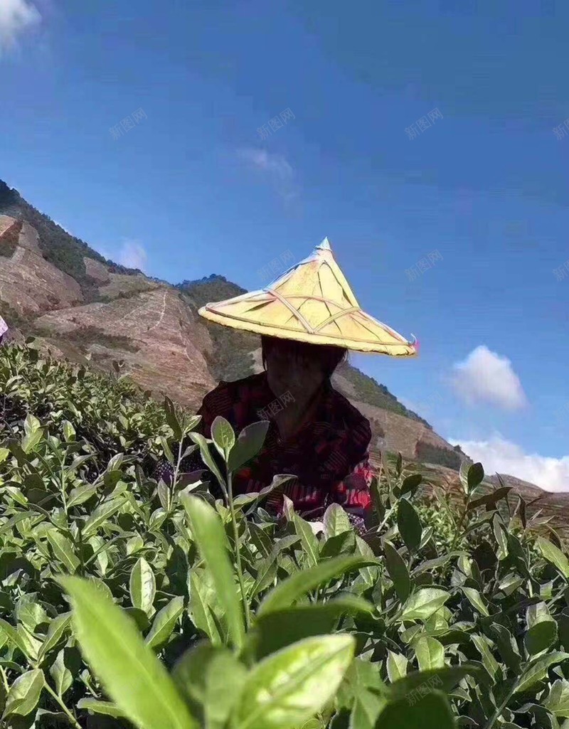 茶采茶采茶人茶山山蓝天白云jpg设计背景_88icon https://88icon.com 茶 茶叶制作 茶山 采茶 采茶人