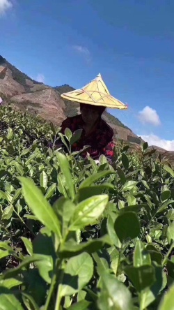 山茶山茶籽茶采茶采茶人茶山山蓝天白云高清图片