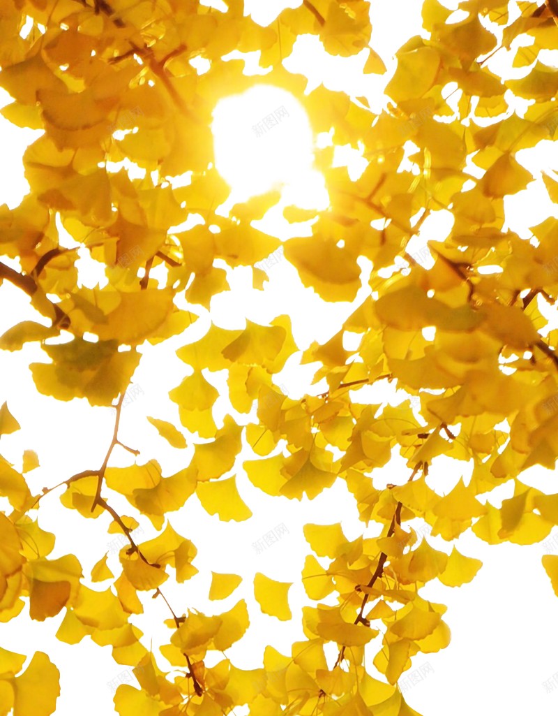 秋天银杏树叶元素jpg设计背景_88icon https://88icon.com 元素 树叶 秋天 银杏