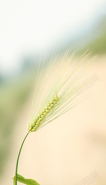 小麦麦田绿色背景