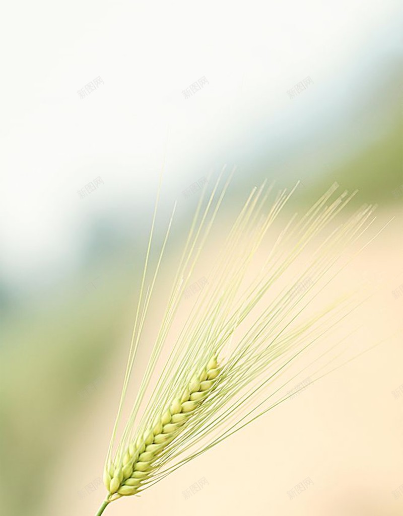小麦麦田绿色jpg设计背景_88icon https://88icon.com 小麦 朦胧 绿色 麦田