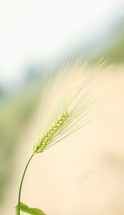 绿色朦胧背景小麦麦田绿色高清图片