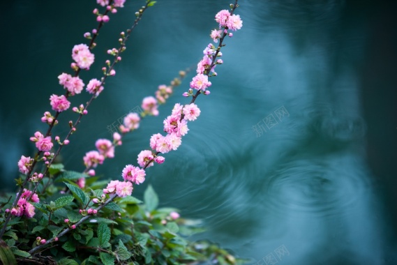 河边粉色系花背景