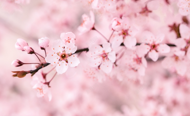 粉色系花朵摄影jpg设计背景_88icon https://88icon.com 摄影 照片 粉色系 花朵