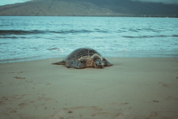 海边乌龟摄影蓝色摄影图片