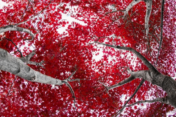 红色风景摄影树林摄影图片