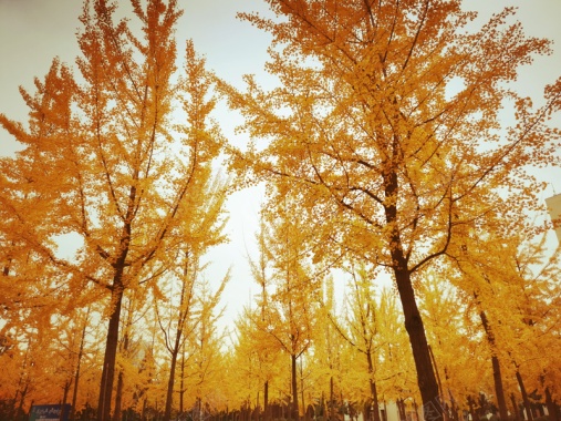 秋日落叶树林背景