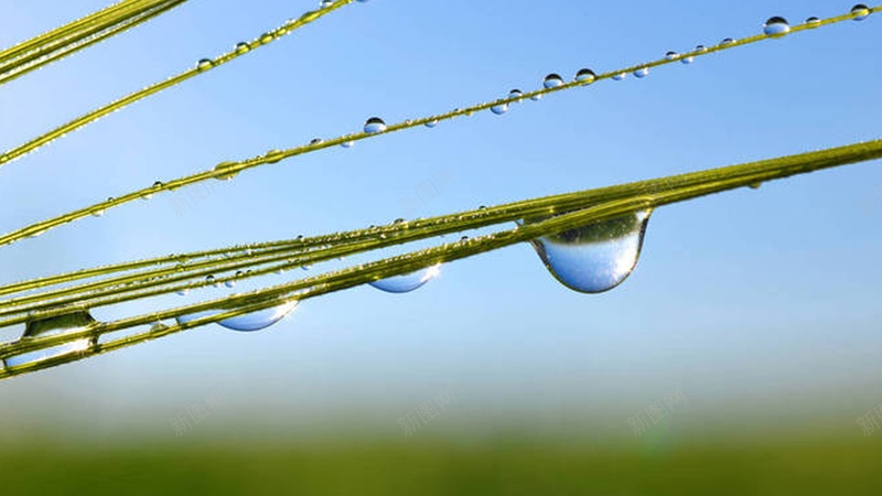 初春惊蛰水滴春天jpg设计背景_88icon https://88icon.com 初春 惊蛰 水滴 春天