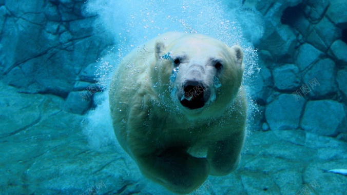 北极熊游泳水中背景