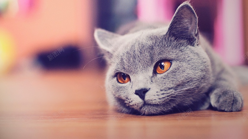 猫咪灰色懒惰爬的猫jpg设计背景_88icon https://88icon.com 猫咪 灰色 懒惰 爬的猫