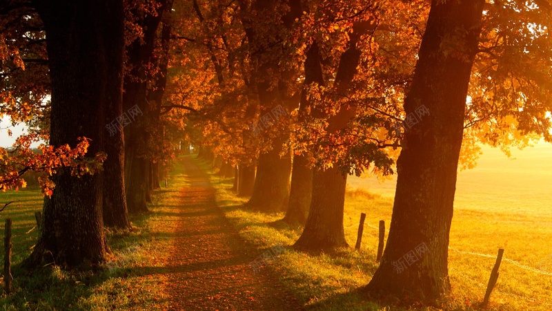 夕阳下的奔跑逝去的青春枫叶小路jpg设计背景_88icon https://88icon.com 夕阳下的奔跑 那是我逝去的青春 枫叶 小路