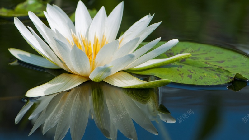 荷花莲花水中倒影荷叶jpg设计背景_88icon https://88icon.com 荷花 莲花 水中倒影 荷叶