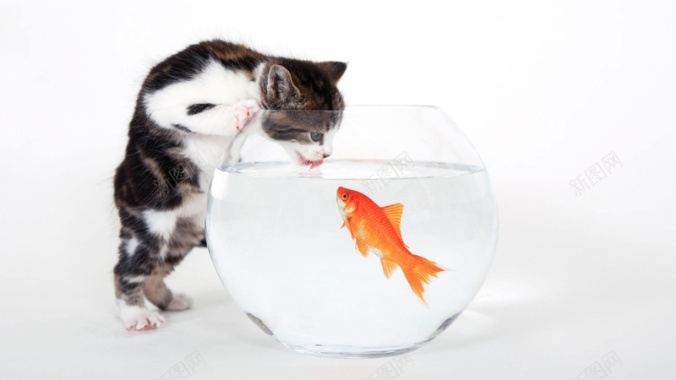 猫咪金鱼鱼缸猫咪喝水背景
