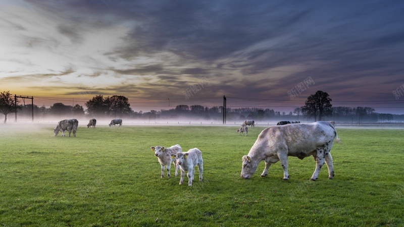 草地牛羊西门塔尔牛天空jpg设计背景_88icon https://88icon.com 草地 牛羊 西门塔尔牛 天空