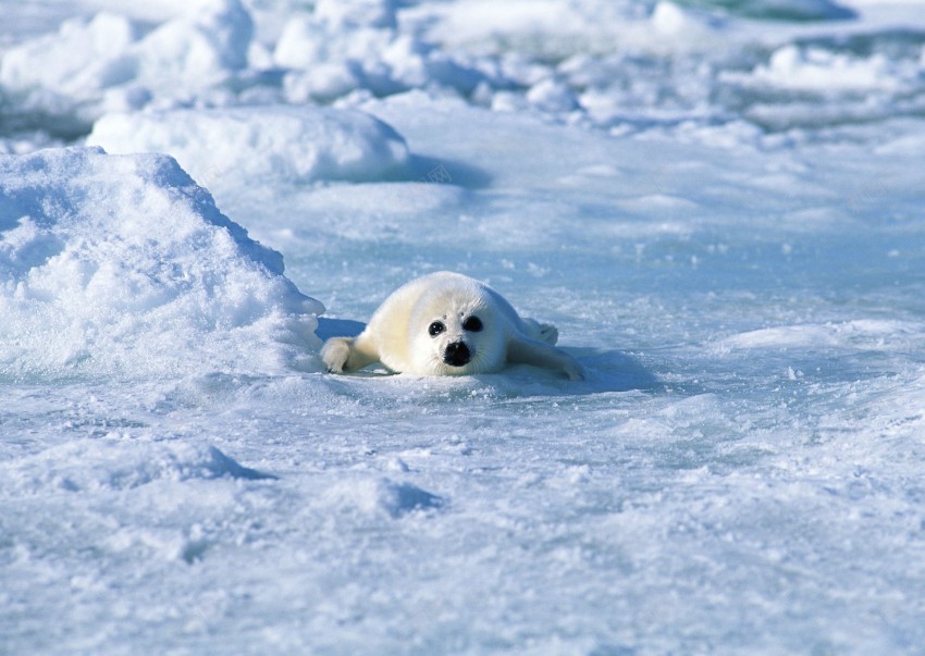 海底世界的水生物jpg_88icon https://88icon.com 海狮 海豹 企鹅 白企鹅 海水