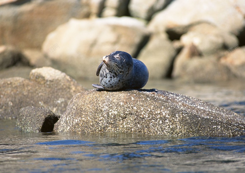 海底世界的水生物jpg_88icon https://88icon.com 海狮 海豹 企鹅 白企鹅 海水