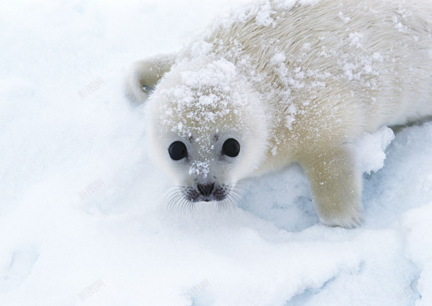 海底世界的水生物jpg_88icon https://88icon.com 海狮 海豹 企鹅 白企鹅 海水