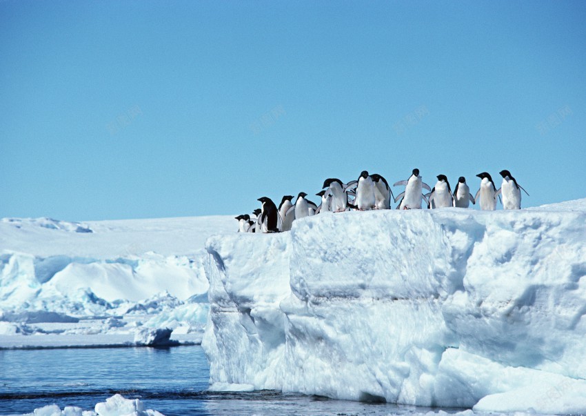 海底世界的水生物jpg_88icon https://88icon.com 海狮 海豹 企鹅 白企鹅 海水