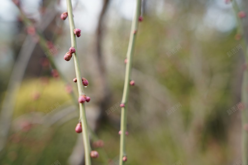 春天里的花草植物jpg_88icon https://88icon.com 公园 春天 植物 红花 绿叶 绿色 花草 花骨朵