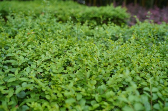 春天公园里的花草植物摄影图片