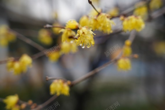 公园植物黄色小花摄影图片