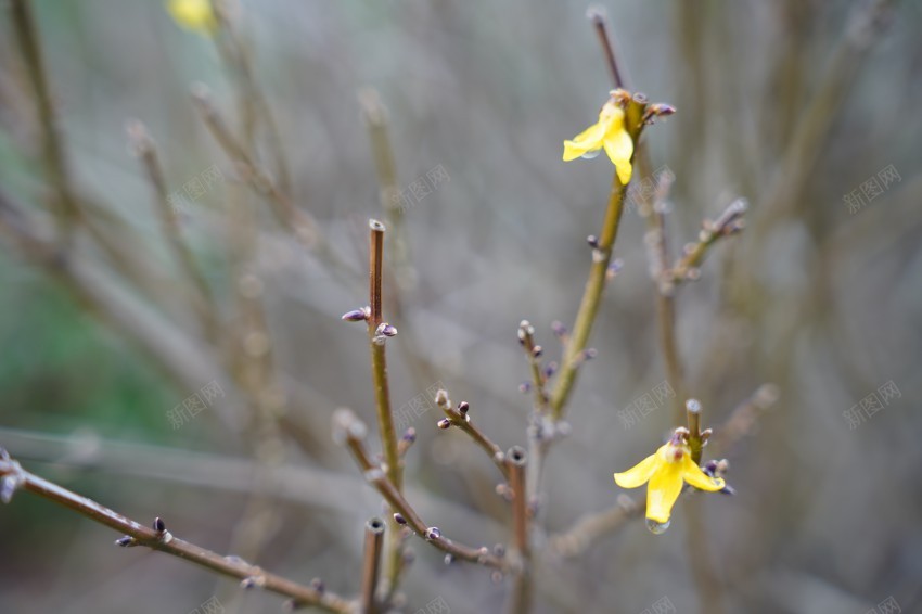 公园植物黄色小花jpg_88icon https://88icon.com 春天 花草 植物 公园 黄色 雨后