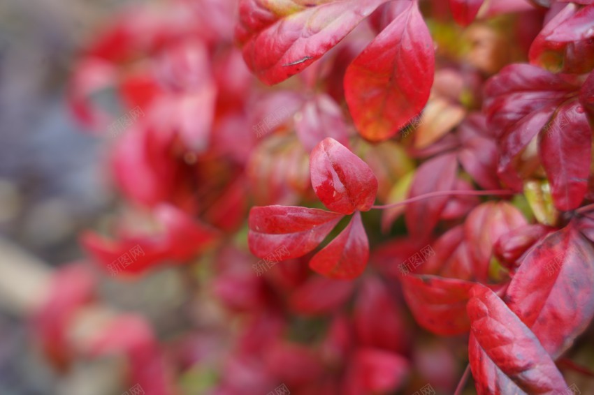 公园里的花草植物jpg_88icon https://88icon.com 春天 花草 植物 公园 绿色 红叶