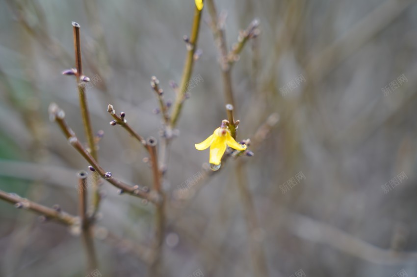 公园植物黄色小花jpg_88icon https://88icon.com 春天 花草 植物 公园 黄色 雨后