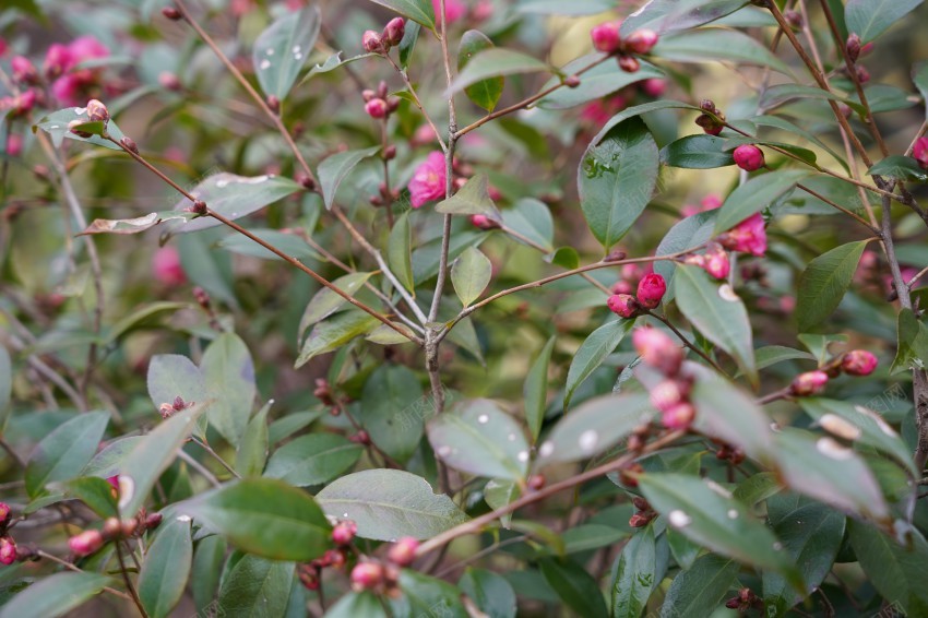 春天里的花草植物jpg_88icon https://88icon.com 春天 花草 植物 公园 绿色 红花 绿叶