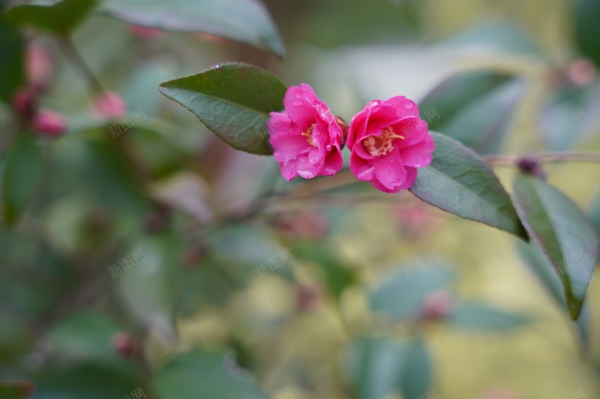 春天里的花草植物jpg_88icon https://88icon.com 春天 花草 植物 公园 绿色 红花 绿叶 花