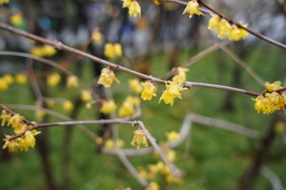 公园植物黄色小花摄影图片