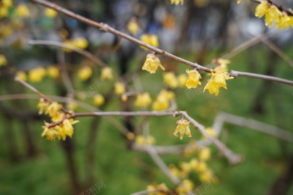 公园植物黄色小花摄影图片