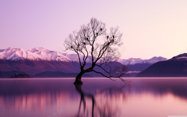 一棵湖边的树背景