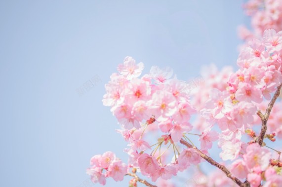 粉色樱花春天摄影摄影图片