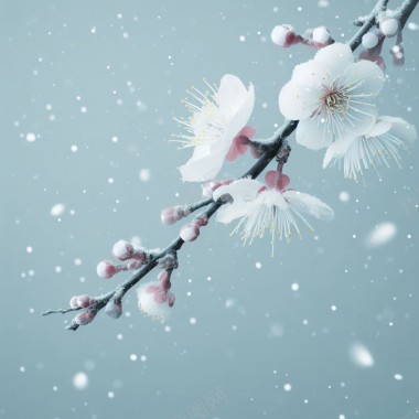 冬日梅花插图背景