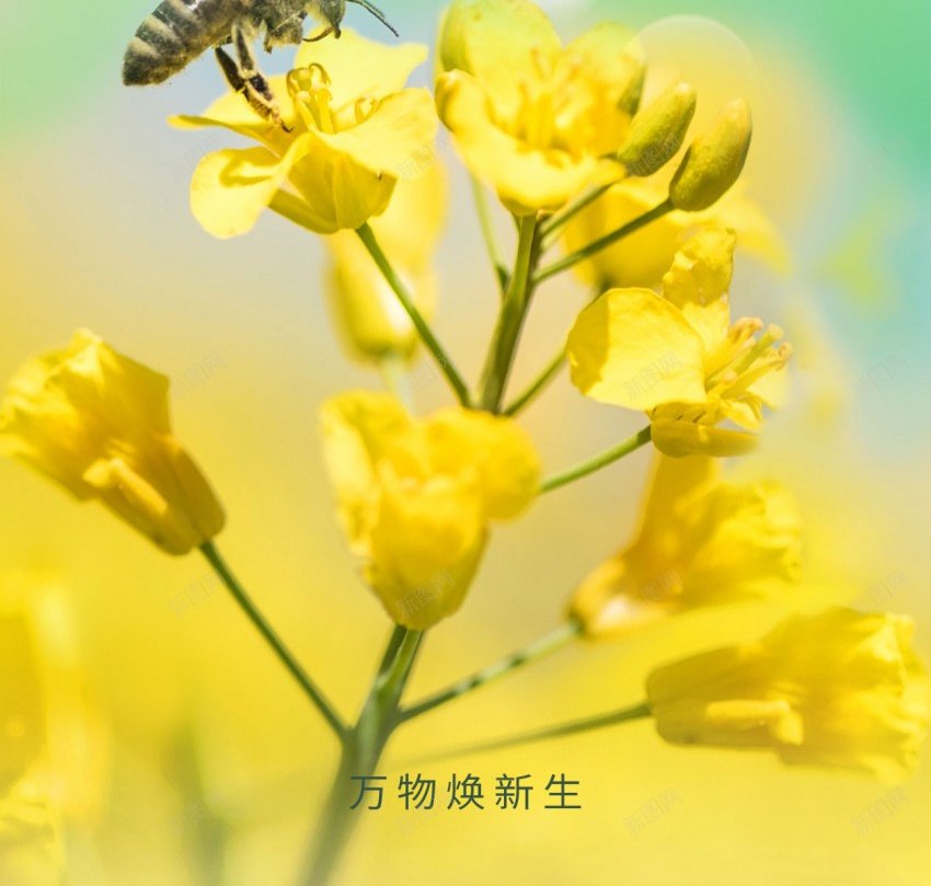 春分节气海报设计psd_88icon https://88icon.com sping 出游 原创海报 春分 春天 春季 春游 油菜花 海报 节气 踏青 黄色