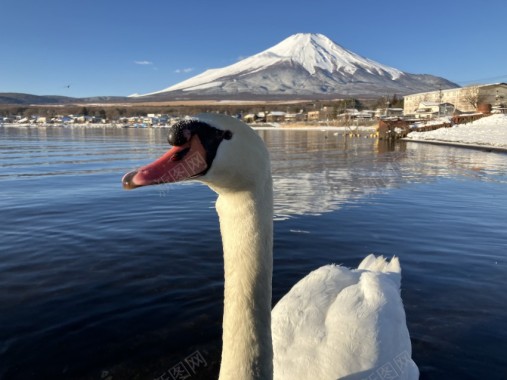 富士山下天鹅摄影图片