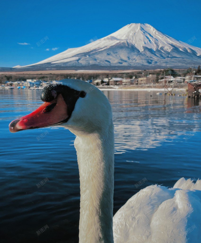 富士山下天鹅jpg_88icon https://88icon.com 富士山 天鹅 鸟 景色