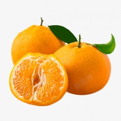 橘子熟了耙耙柑高清图片