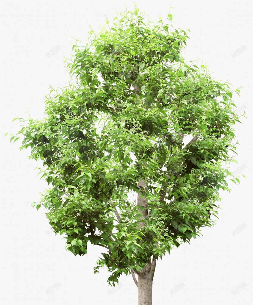 立面树绿色树木植物png免抠素材_88icon https://88icon.com psd植物立面 树叶 植物 稀疏 立面 素材