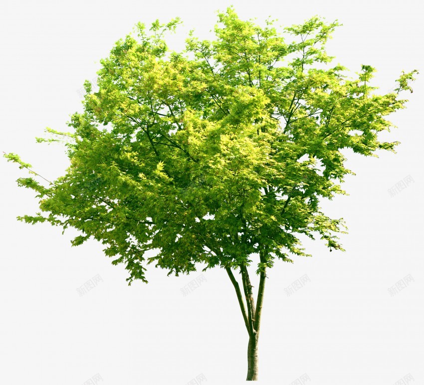 立面树绿色树木植物png免抠素材_88icon https://88icon.com psd植物立面 树叶 植物 稀疏 立面 素材