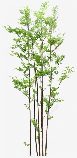 立面树绿色树木植物素材